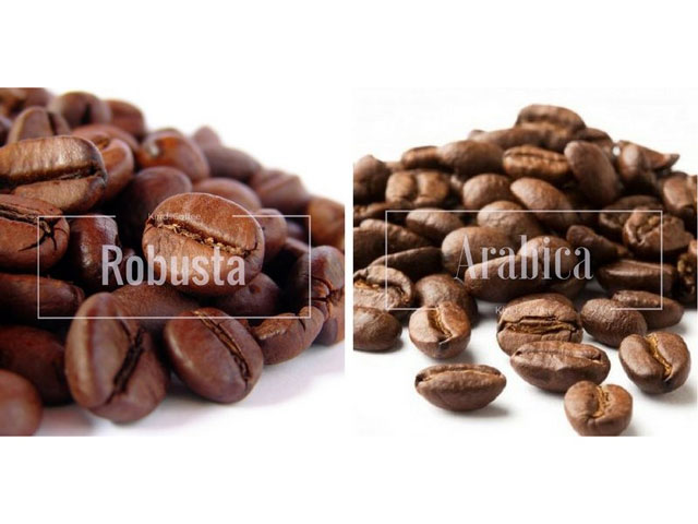 Arabica Và Robusta